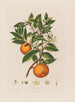 Orange - Robert John Thornton — Ansicht des Kunstwerks