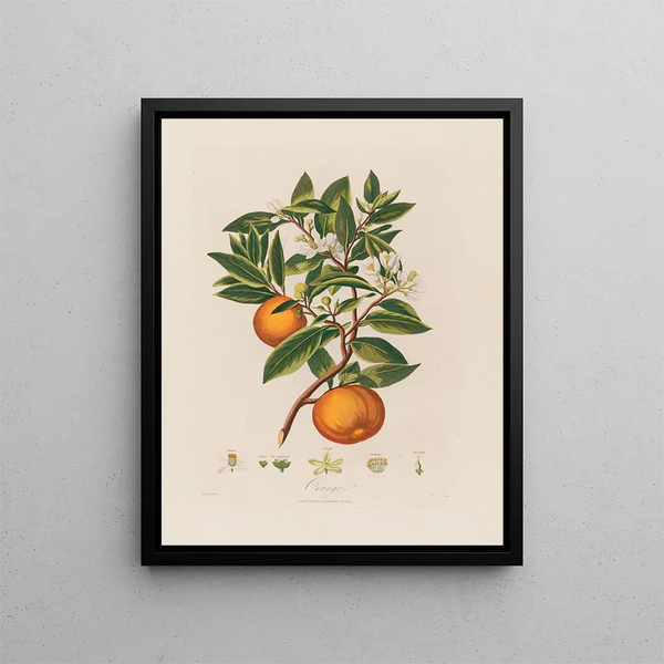 Orange - Robert John Thornton — gerahmtes Bild an der Wand