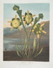 Pflanze fleischfressend - Robert John Thornton — Ansicht des Kunstwerks
