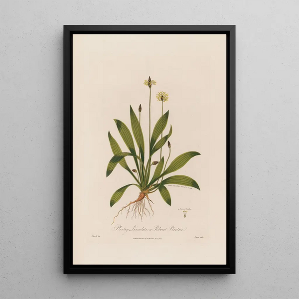 Plantago lanceolata oder Lungenkraut - Robert John Thornton — gerahmtes Bild an der Wand