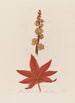 Ricinus communis oder Palma Christi commun - Robert John Thornton — Ansicht des Kunstwerks