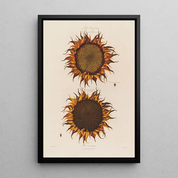 Sonnenblume reif - Robert John Thornton — gerahmtes Bild an der Wand
