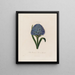 Scilla peruviana oder Hyazinthe aus Peru - Robert John Thornton — gerahmtes Bild an der Wand