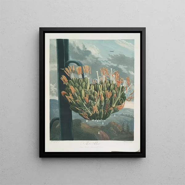 Robert John Thornton - The Aloe.webp