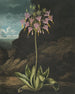 La primevère américaine (Groß-/Kleinschreibungskonflikt) - Robert John Thornton — Ansicht des Kunstwerks
