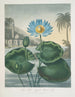 Der blaue ägyptische Seerose - Robert John Thornton — Ansicht des Kunstwerks
