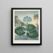 Der blaue ägyptische Seerose - Robert John Thornton — gerahmtes Bild an der Wand