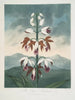 Le Limodoron de Chine - Robert John Thornton — Ansicht des Kunstwerks