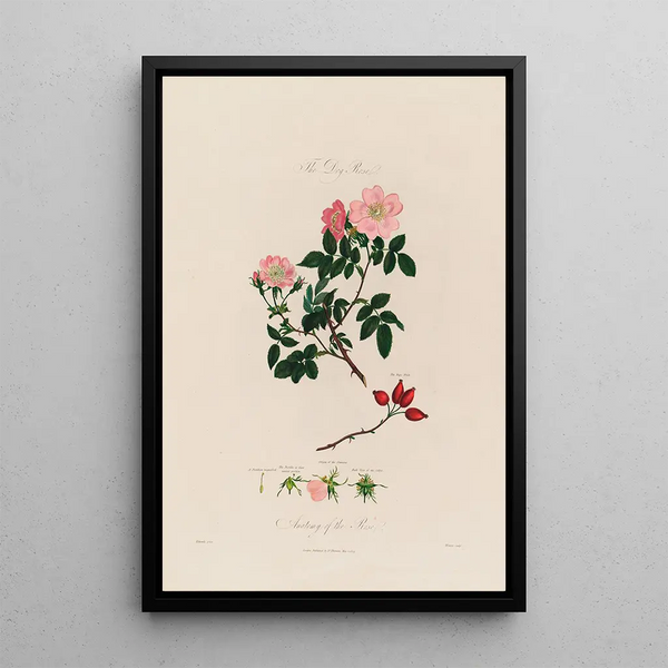 L'églantier Anatomie de la rose - Robert John Thornton — gerahmtes Bild an der Wand