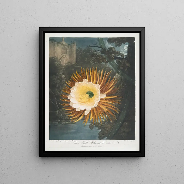 Robert John Thornton - The NightBlowing Cereus.webp
