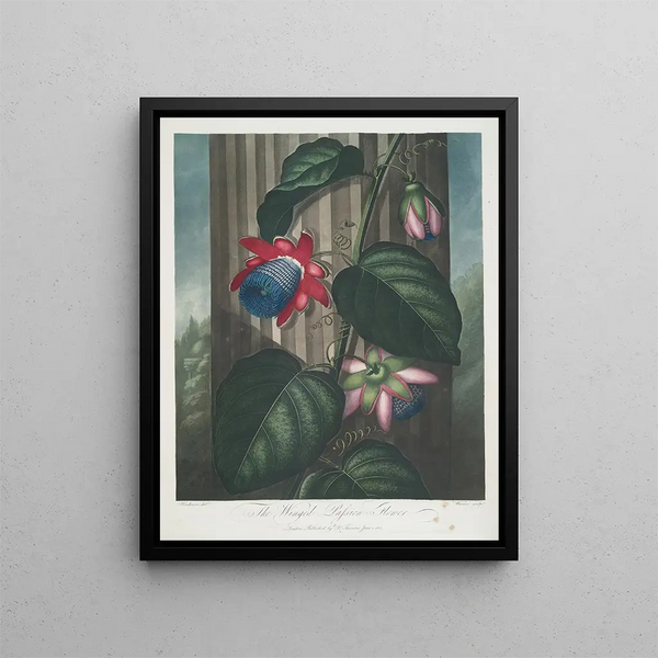 La Passiflore ailée - Robert John Thornton — gerahmtes Bild an der Wand