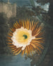 Le Cereus soufflant la nuit - Robert John Thornton — Ansicht des Kunstwerks