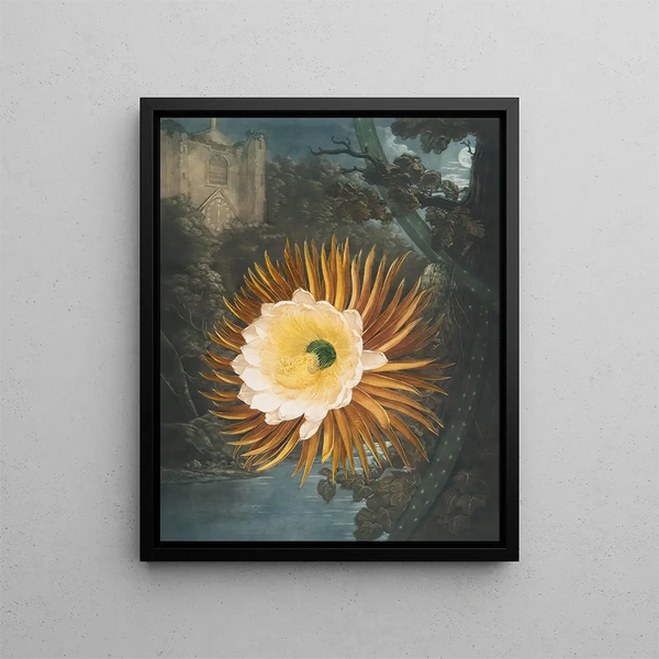 Le Cereus soufflant la nuit - Robert John Thornton — gerahmtes Bild an der Wand