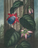 La Passiflore ailée - Robert John Thornton — Ansicht des Kunstwerks