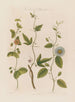 Drei Arten von Passiflora: die punktierte, die Kork- und die gezähnte - Robert John Thornton — Ansicht des Kunstwerks