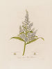 Veratrum album oder Weiße Hellebore - Robert John Thornton — Ansicht des Kunstwerks