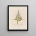 Veratrum album oder Weiße Hellebore - Robert John Thornton — gerahmtes Bild an der Wand