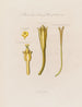 Jusquiame jaune - Robert John Thornton — Ansicht des Kunstwerks