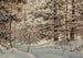 Pin d'hiver - Robert Melvin Decker — Ansicht des Kunstwerks