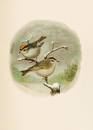 Robert Ridgway - Die Nordamerikanische Vogelwelt pl08.webp