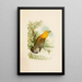 Le monde des oiseaux nord-américains pl11 - Robert Ridgway — gerahmtes Bild an der Wand