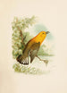 Le monde des oiseaux nord-américains pl11 - Robert Ridgway — Ansicht des Kunstwerks