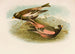 Le Monde des oiseaux nord-américains pl23 - Robert Ridgway — Ansicht des Kunstwerks