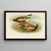 Le Monde des oiseaux nord-américains pl23 - Robert Ridgway — gerahmtes Bild an der Wand
