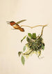 Le monde des oiseaux nord-américains pl36 - Robert Ridgway — Ansicht des Kunstwerks