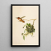 Le monde des oiseaux nord-américains pl36 - Robert Ridgway — gerahmtes Bild an der Wand