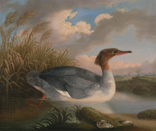 Robert Wilkinson Padley - A Dun Diver Goosander.webp