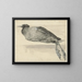 Dode foulque - Rochus van Veen — gerahmtes Bild an der Wand