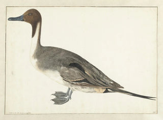 Singschwan - Rochus van Veen — Ansicht des Kunstwerks