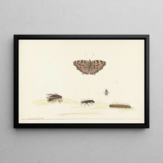 Rochus van Veen - Studieblad met verschillende insecten.webp