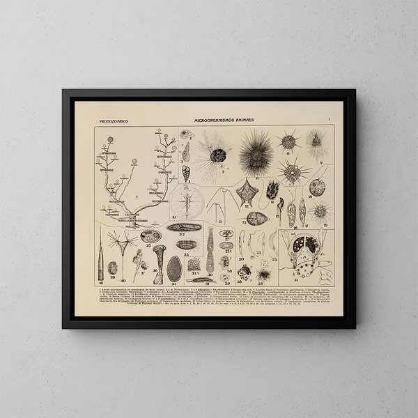 Atlas der Tierwelt Brasiliens Pl01 - Rodolpho von Ihering — gerahmtes Bild an der Wand