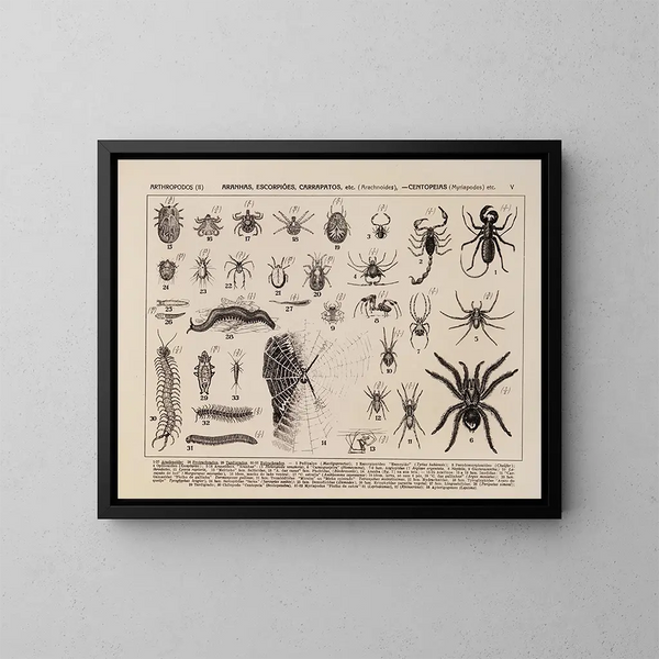 Atlas der Tierwelt Brasiliens Pl05 - Rodolpho von Ihering — gerahmtes Bild an der Wand