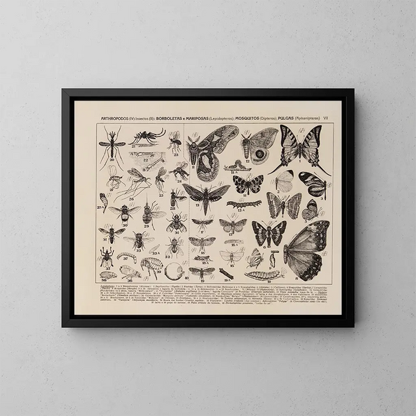 Atlas der Tierwelt Brasiliens Pl07 - Rodolpho von Ihering — gerahmtes Bild an der Wand