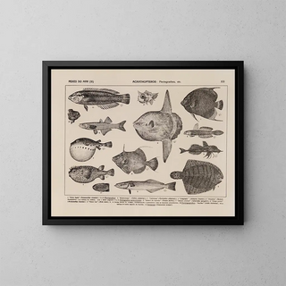 Rodolpho von Ihering - Atlas da Fauna do Brasil Pl13.webp