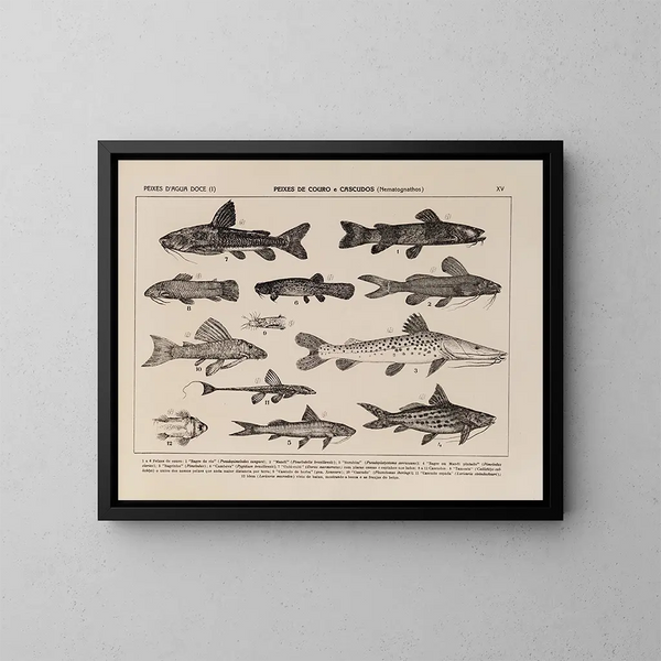 Atlas der Tierwelt Brasiliens Pl15 - Rodolpho von Ihering — gerahmtes Bild an der Wand