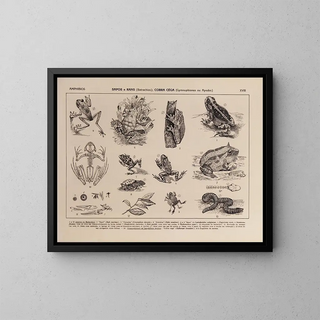 Rodolpho von Ihering - Atlas da Fauna do Brasil Pl18.webp