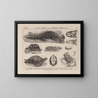 Rodolpho von Ihering - Atlas da Fauna do Brasil Pl19.webp
