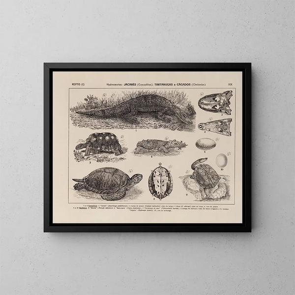 Atlas der Tierwelt Brasiliens Pl19 - Rodolpho von Ihering — gerahmtes Bild an der Wand