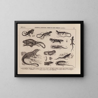 Rodolpho von Ihering - Atlas da Fauna do Brasil Pl20.webp