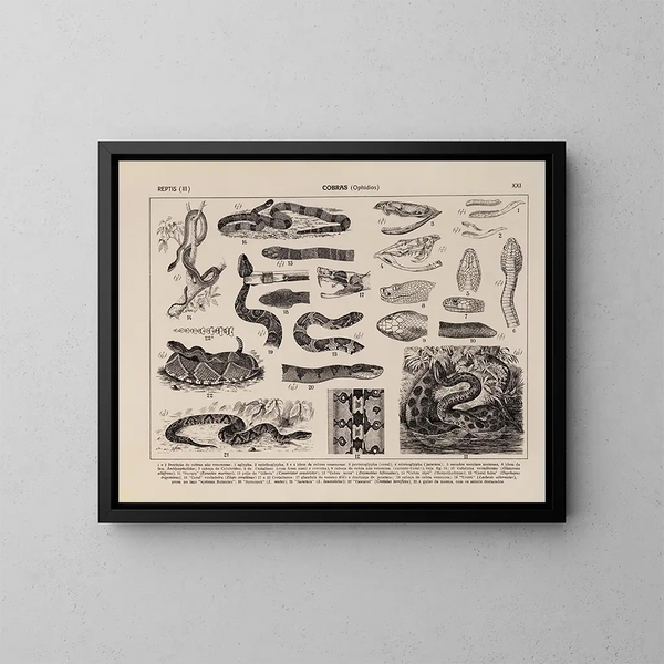 Atlas der brasilianischen Tierwelt Pl21 - Rodolpho von Ihering — gerahmtes Bild an der Wand