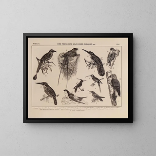 Rodolpho von Ihering - Atlas da Fauna do Brasil Pl26.webp