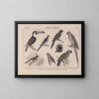 Rodolpho von Ihering - Atlas da Fauna do Brasil Pl27.webp