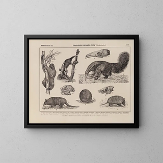 Rodolpho von Ihering - Atlas da Fauna do Brasil Pl31.webp