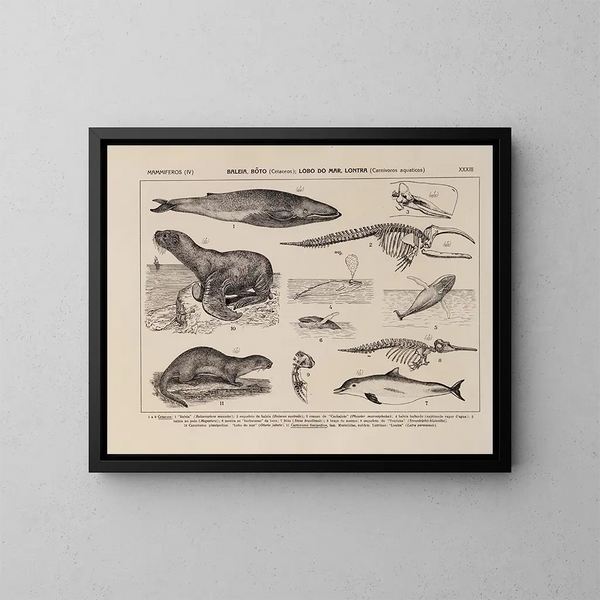 Atlas der Tierwelt Brasiliens Pl33 - Rodolpho von Ihering — gerahmtes Bild an der Wand