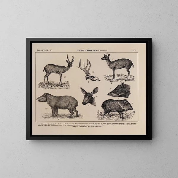 Atlas der Tierwelt Brasiliens Pl36 - Rodolpho von Ihering — gerahmtes Bild an der Wand