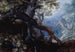 Wald mit Hirschen - Roelandt Savery — Ansicht des Kunstwerks